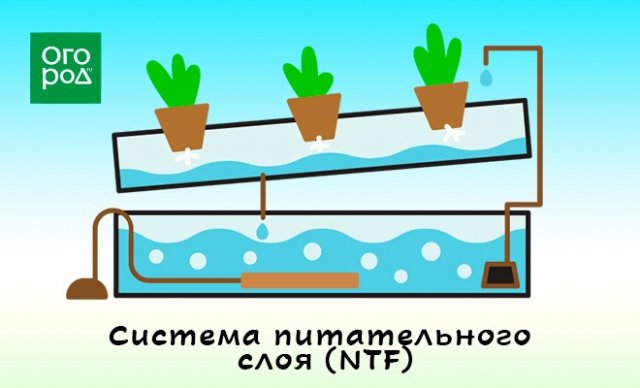 Гидропоника "для чайников" – что это такое и зачем оно дачнику 