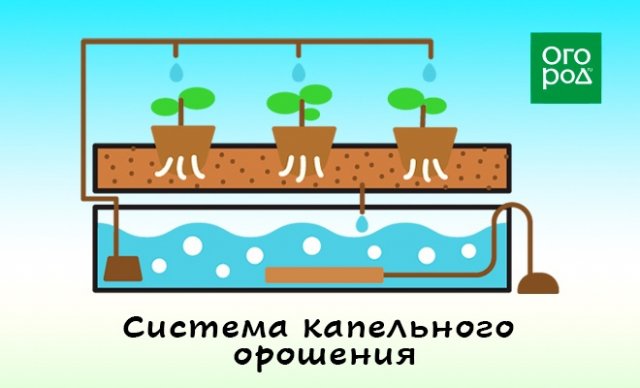 Гидропоника "для чайников" – что это такое и зачем оно дачнику 
