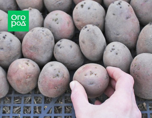 Готовим картофель к посадке: пошаговая инструкция 