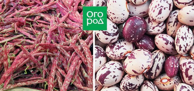 Грядка для эстета: 10 самых красивых овощей 