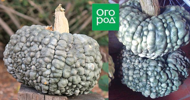 Грядка для эстета: 10 самых красивых овощей 