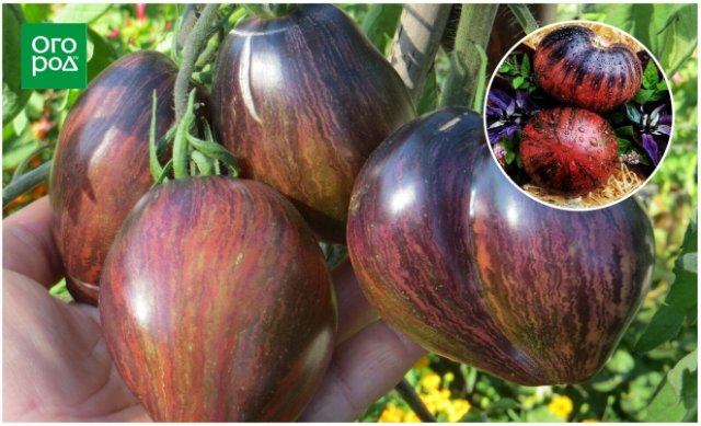 Грядка для эстета: 10 самых красивых овощей 