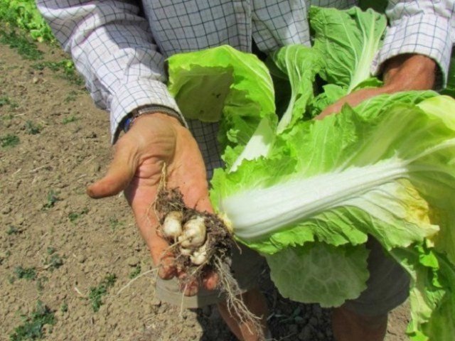 Июль – самое время для посева пекинской капусты 