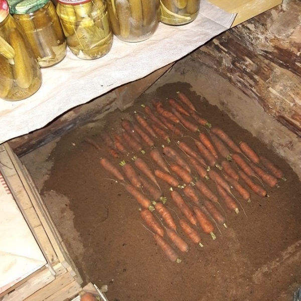 Как хранить морковь, чтобы она пролежала всю зиму: 13 способов