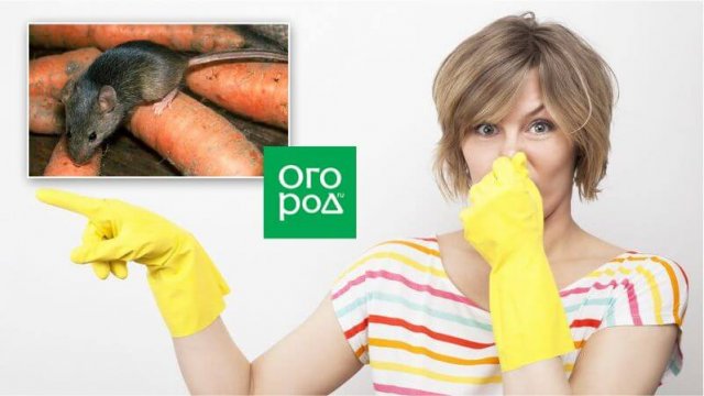 Как избавиться от мышей в погребе 
