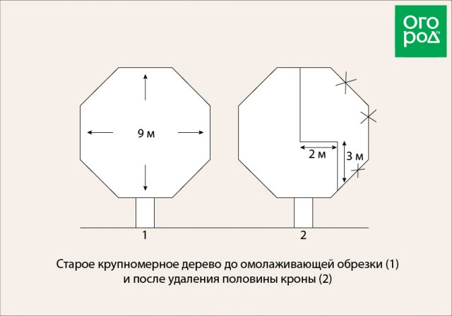 Как омолодить старую яблоню – полезные советы для начинающих 