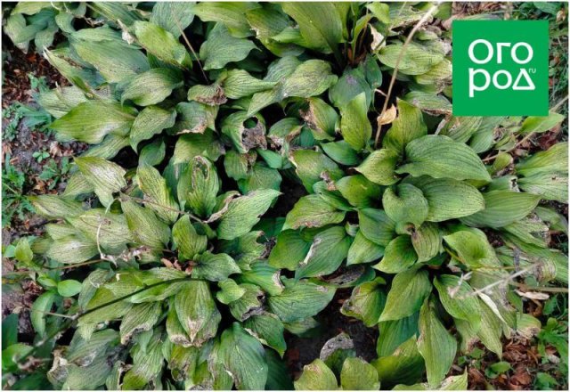 Как понять, что цветок пора пересаживать и/или делить