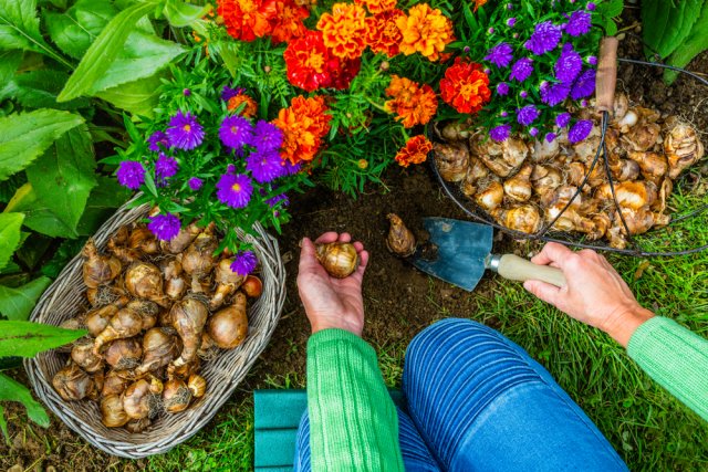 Как посадить нарциссы: пошаговый мастер-класс 