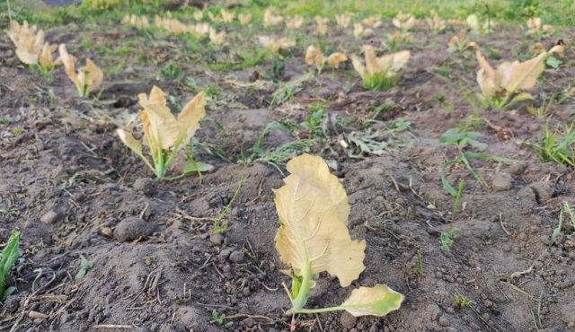 Как спасти сад и огород после снегопада в мае 