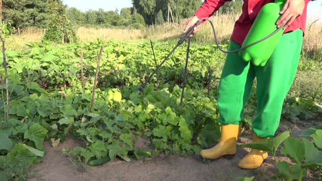 Как ухаживать за огурцами в июле и августе, чтобы они плодоносили до заморозков 