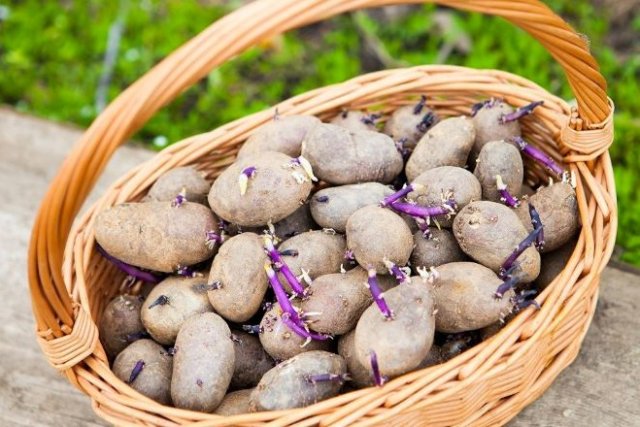 Как выбрать картофель для посадки 