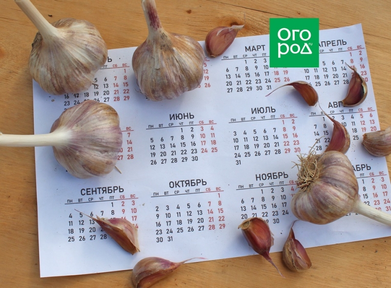 Как вырастить идеальный чеснок: 7 секретов 