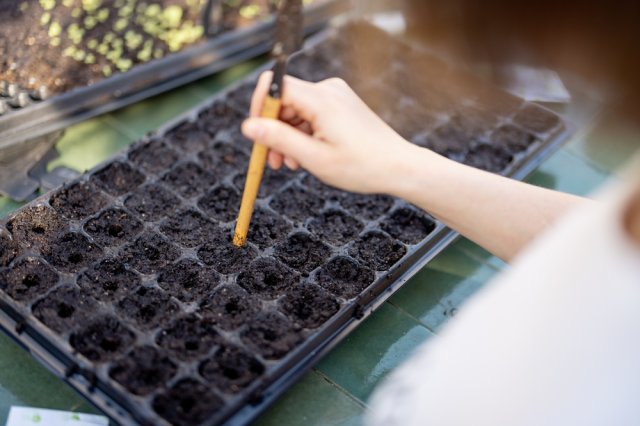 Как вырастить рассаду гвоздики Шабо