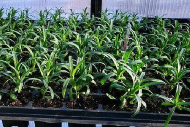 Как вырастить рассаду гвоздики Шабо