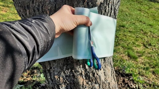 Как защитить плодовые деревья и виноград от болезней: 5 самых важных правил 