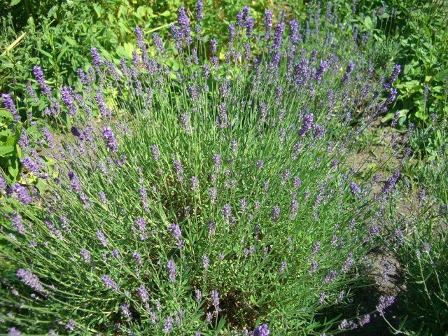 Какие цветы и кустарники нельзя обрезать осенью 
