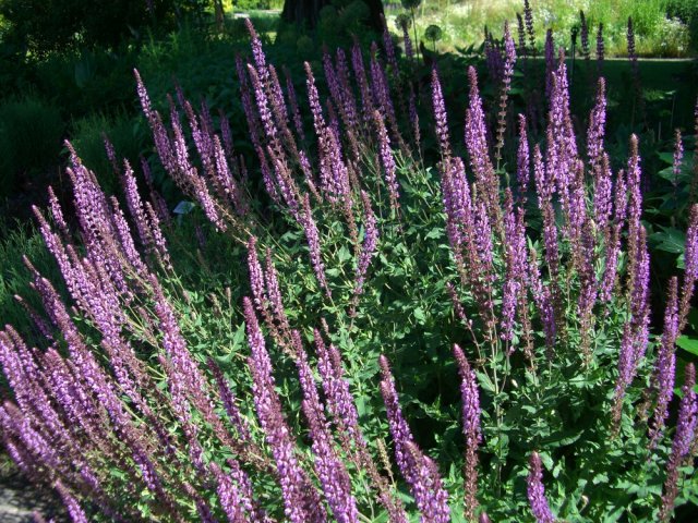Какие цветы и кустарники нельзя обрезать осенью 