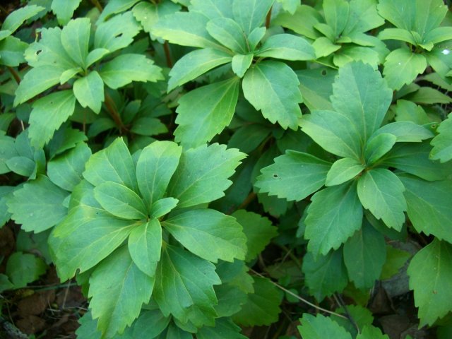 Какие цветы и кустарники нельзя обрезать осенью 