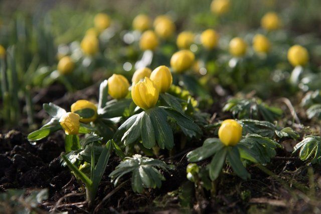 Какие цветы посадить и посеять в августе 