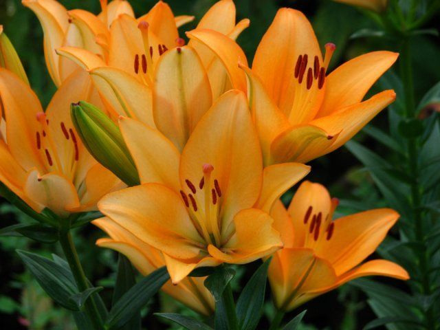 Какие цветы посадить и посеять в августе 