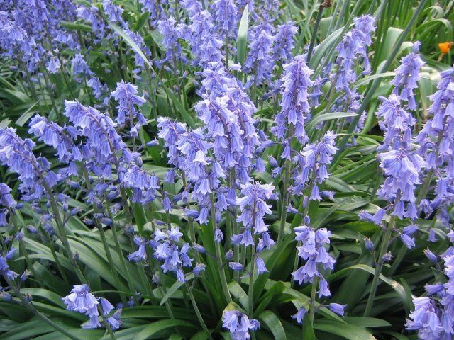 Какие цветы посадить и посеять в августе 