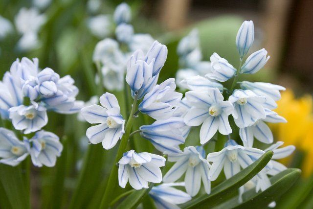 Какие цветы посадить и посеять в августе 