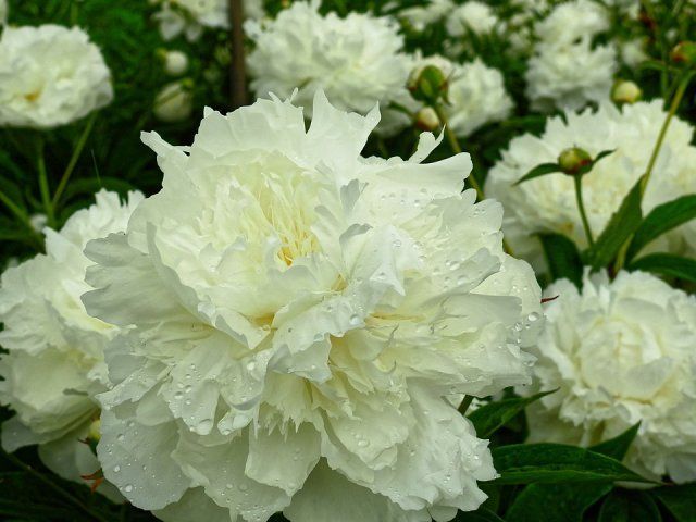 Какие цветы посадить и посеять в августе 