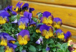 Какие цветы стоит купить и посадить в сентябре 