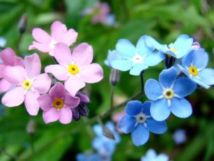 Какие цветы стоит купить и посадить в сентябре 