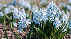 Какие цветы стоит купить и посадить в сентябре 