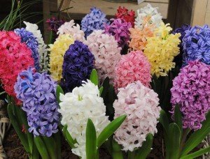 Какие цветы стоит купить и посадить в сентябре 