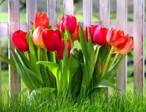 Какие цветы стоит купить и посадить в сентябре 