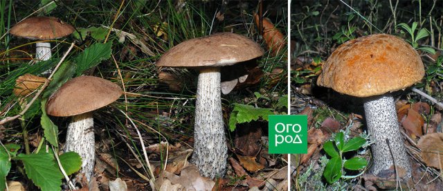 Какие грибы можно собирать уже в июне 