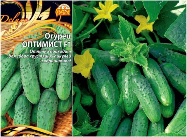 Какие сорта овощей и зелени стоит посадить в сезоне 2023 