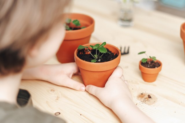 Клубника на подоконнике: как выбрать сорт и вырастить 