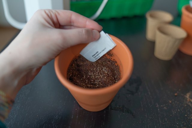 Клубника на подоконнике: как выбрать сорт и вырастить 