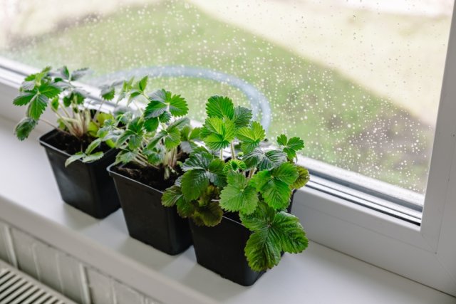 Клубника на подоконнике: как выбрать сорт и вырастить 