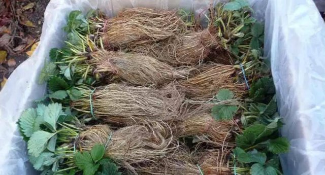 Клубника в теплице: сорта, агротехника, плюсы и минусы 