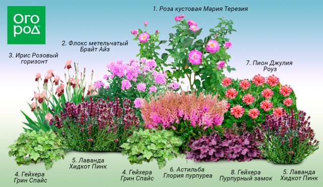 Клумба непрерывного цветения в розовых тонах: растения и схема 