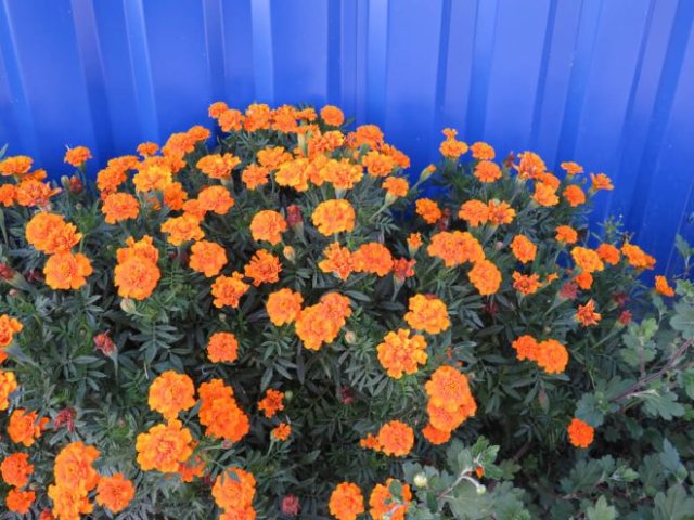 Клумба за забором: что посадить и как ухаживать 