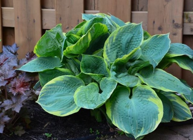 Клумба за забором: что посадить и как ухаживать 