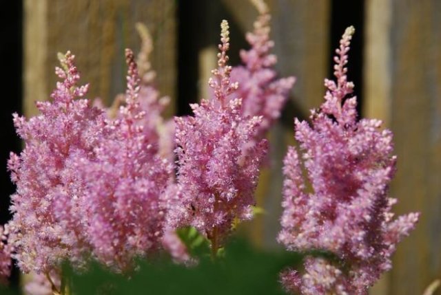 Клумба за забором: что посадить и как ухаживать 