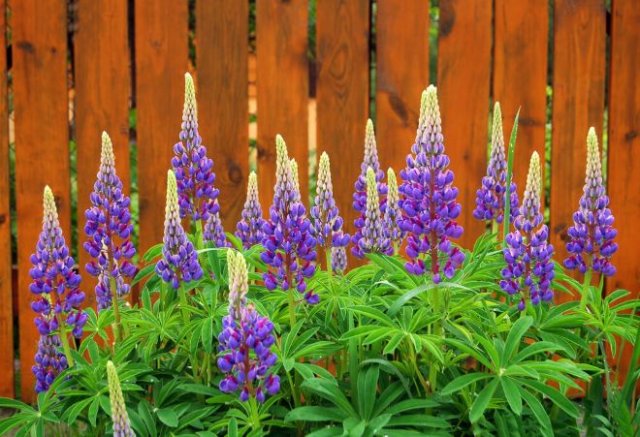 Клумба за забором: что посадить и как ухаживать 