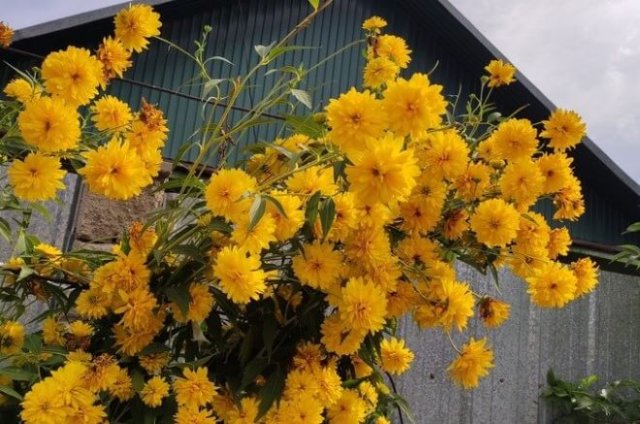 Клумба за забором: что посадить и как ухаживать 