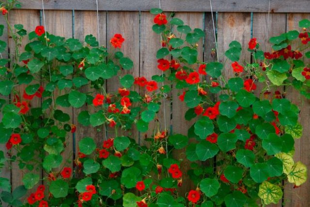 Клумба за забором: что посадить и как ухаживать 