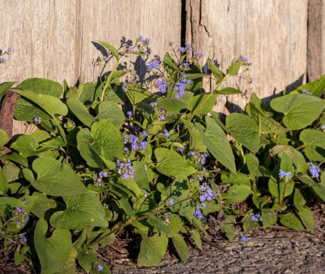 Клумба за забором: что посадить и как ухаживать 