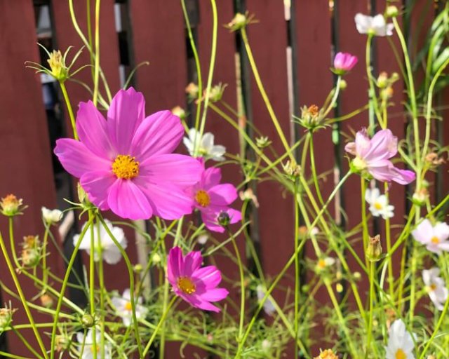 Клумба за забором: что посадить и как ухаживать 