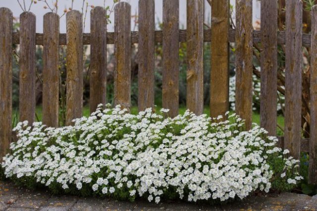 Клумба за забором: что посадить и как ухаживать 