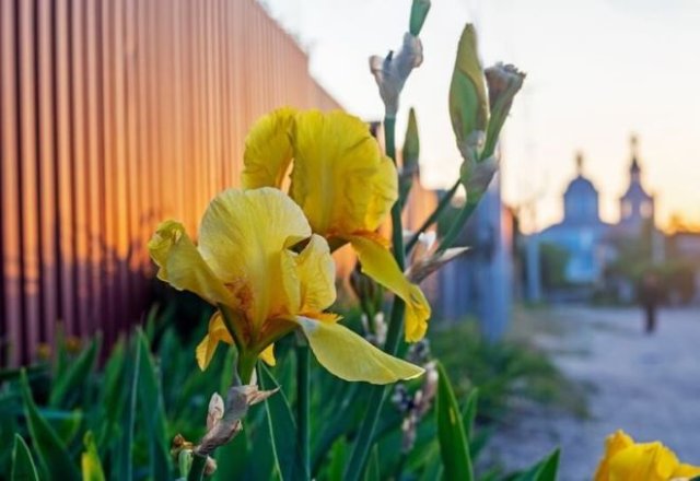 Клумба за забором: что посадить и как ухаживать 