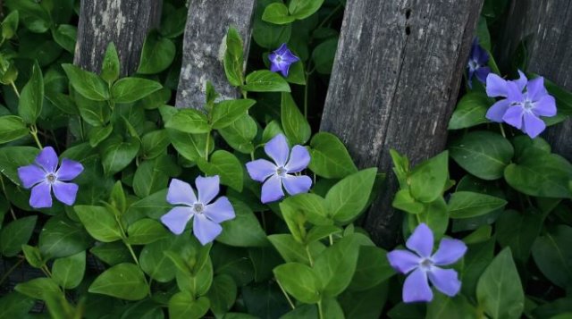 Клумба за забором: что посадить и как ухаживать 